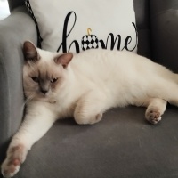 British Shorthair, Kedi Simba fotoğrafı