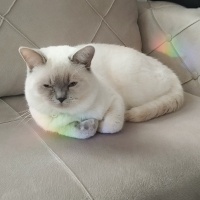 British Shorthair, Kedi Simba fotoğrafı