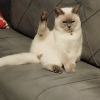 British Shorthair, Kedi Simba fotoğrafı