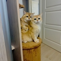British Shorthair, Kedi badem fotoğrafı