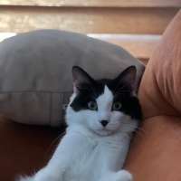 Tuxedo (Smokin) Kedi, Kedi Ares fotoğrafı