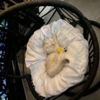 Scottish Fold, Kedi Kuki fotoğrafı