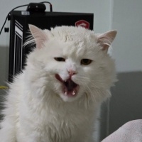 British Longhair, Kedi Sirius fotoğrafı