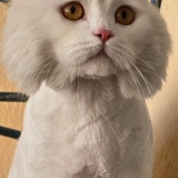 British Longhair, Kedi Sirius fotoğrafı