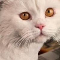 British Longhair, Kedi Sirius fotoğrafı