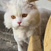 British Longhair, Kedi Sirius fotoğrafı