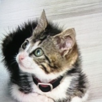 Tekir Kedi, Kedi Yıldız fotoğrafı