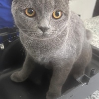 British Shorthair, Kedi Miskin fotoğrafı