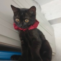 British Longhair, Kedi Çaki fotoğrafı