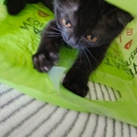 British Longhair, Kedi Çaki fotoğrafı