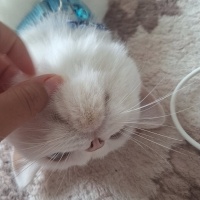 British Shorthair, Kedi RÜYA fotoğrafı