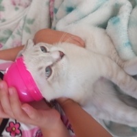 British Shorthair, Kedi  Tarcın fotoğrafı