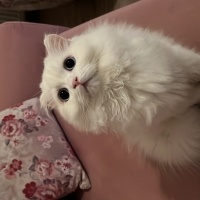 British Longhair, Kedi Deniz fotoğrafı