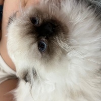 British Longhair, Kedi Parla fotoğrafı