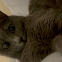 Tekir Kedi, Kedi Yoda fotoğrafı