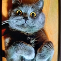 British Shorthair, Kedi  Duman fotoğrafı