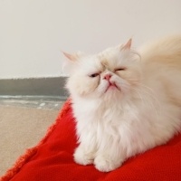 İran Kedisi (Persian), Kedi Pakize fotoğrafı