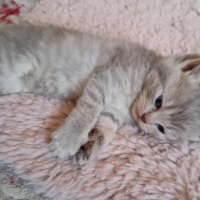British Shorthair, Kedi Konya British shorthair bebekler fotoğrafı