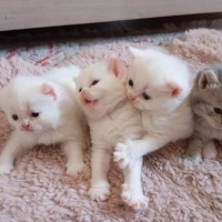 British Shorthair, Kedi Konya British shorthair bebekler fotoğrafı