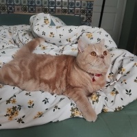 British Shorthair, Kedi Badem fotoğrafı