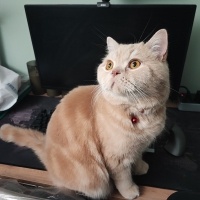 British Shorthair, Kedi Badem fotoğrafı