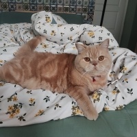 British Shorthair, Kedi Badem fotoğrafı