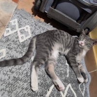 Tekir Kedi, Kedi Pofuduk fotoğrafı