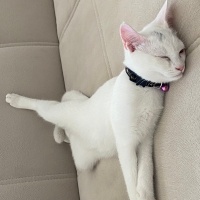 British Shorthair, Kedi Atlas fotoğrafı