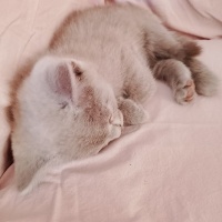British Shorthair, Kedi Brütüs fotoğrafı