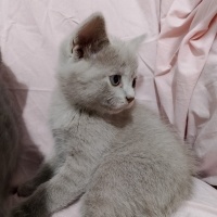 British Shorthair, Kedi Brütüs fotoğrafı