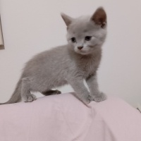 British Shorthair, Kedi Brütüs fotoğrafı