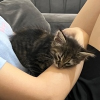 Tekir Kedi, Kedi Jülide fotoğrafı