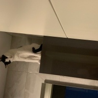 Tuxedo (Smokin) Kedi, Kedi Piya fotoğrafı