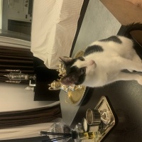 Tuxedo (Smokin) Kedi, Kedi Piya fotoğrafı