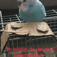 Muhabbet Kuşu, Kuş Bulut fotoğrafı