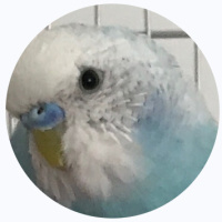 Muhabbet Kuşu, Kuş Bulut fotoğrafı