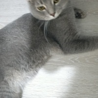 British Shorthair, Kedi Safir fotoğrafı