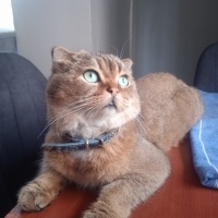 British Shorthair, Kedi  Tarçın fotoğrafı