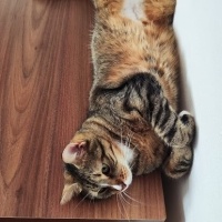 Tekir Kedi, Kedi Fındık fotoğrafı