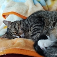 Tekir Kedi, Kedi Fındık fotoğrafı