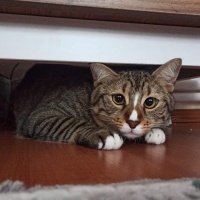 Tekir Kedi, Kedi Fındık fotoğrafı