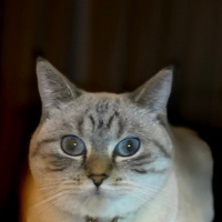 British Shorthair, Kedi Laydy fotoğrafı