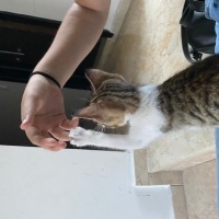 Tekir Kedi, Kedi Mıncır fotoğrafı