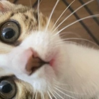 Tekir Kedi, Kedi Mıncır fotoğrafı