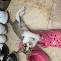 Tekir Kedi, Kedi Mıncır fotoğrafı