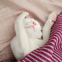 American Wirehair, Kedi Minik fotoğrafı