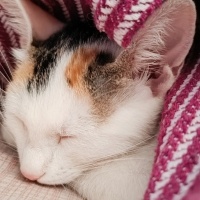 American Wirehair, Kedi Minik fotoğrafı