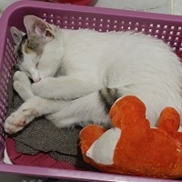 American Wirehair, Kedi Minik fotoğrafı