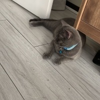 British Longhair, Kedi Ponçi fotoğrafı