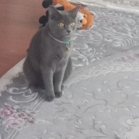 British Shorthair, Kedi  Mia fotoğrafı